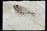 Cretaceous Fossil Fish (Armigatus) - Lebanon #102562-1